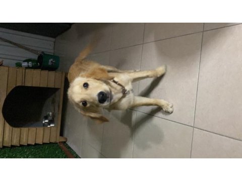 Golden retriever dişi aşıları tam