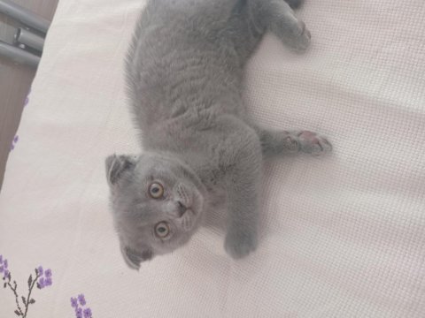 2 aylık yavru kedimiz sahiplendiriyoruz