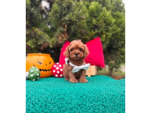 Maltipoo mini sevimli bebeklerimiz 