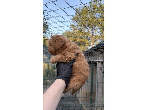 Poodle yavrumuz yeni yuvasını arıyor