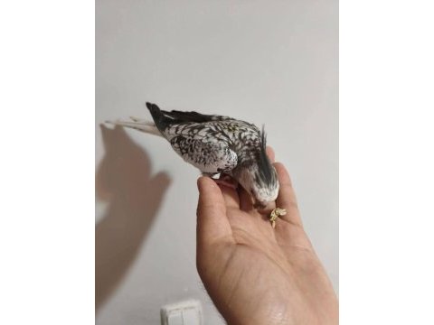 Acil konuşan sultan papağanı