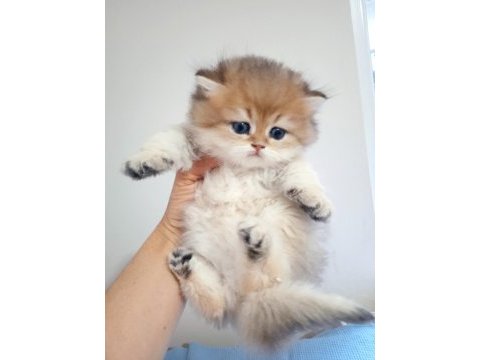 British shorthair ve longhair golden yavrular