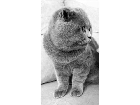 Scottish fold 3 yaşında