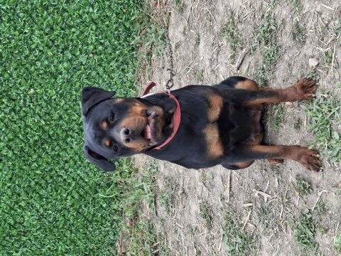 Genç dişi rottweiler