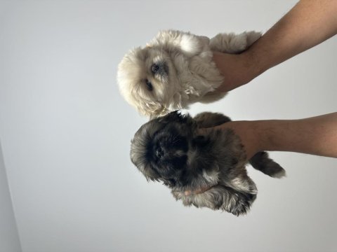 Maltipoo bebekler