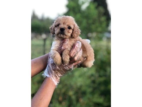 Sütlü kahve renginde muhteşem maltipoo bebekler