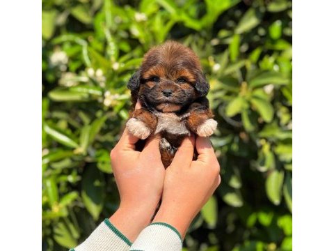 Erkek teacup maltipoo yavrumuz