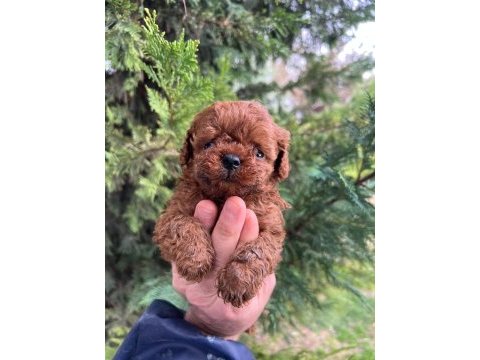 Toy poodle yavrularım 