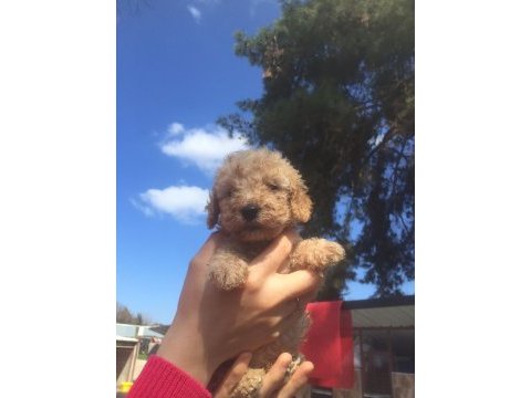 Toy poodle yavrular