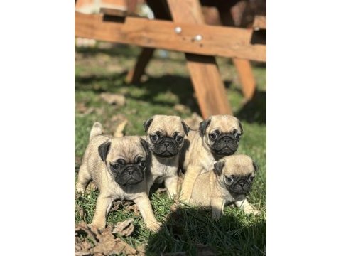 Kalitenin tam adresi pug