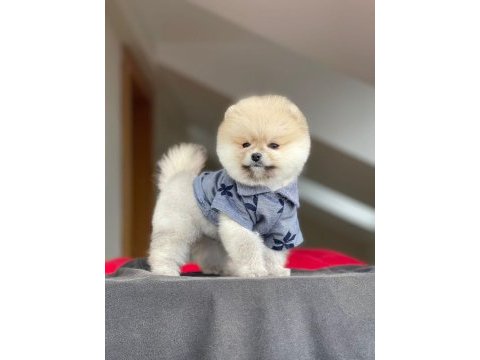 Pomeranian boo 4 aylık yavru gülen surat