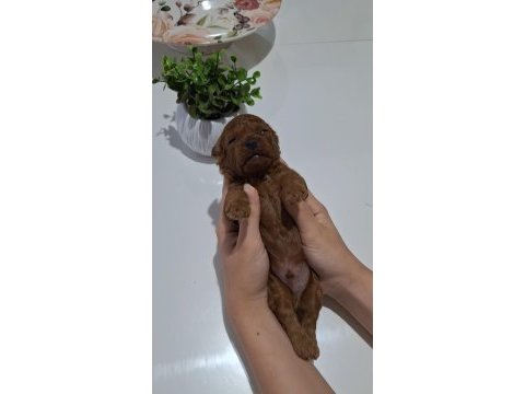 Yakışıklı poodle oğlumuz