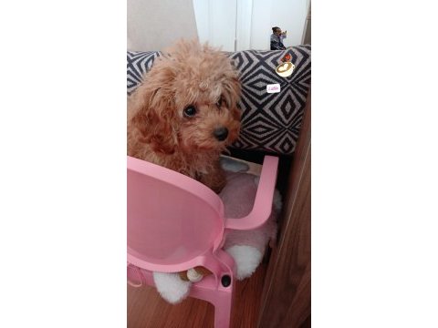 2 aylık yavru maltipoo dişi