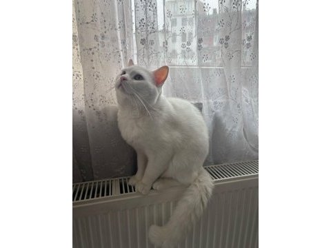 British shorthair beyaz 18 aylık