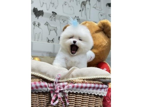 Pomeranian boo yavrular orjinal safkan