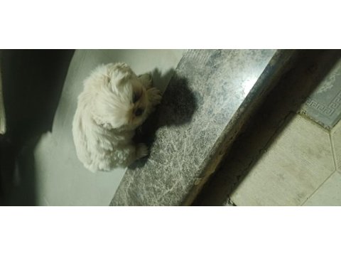 Irkına has pekinez köpekler