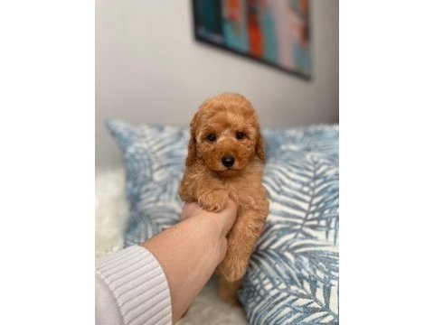 Orjinal koyu apricot toy poodle yavrum