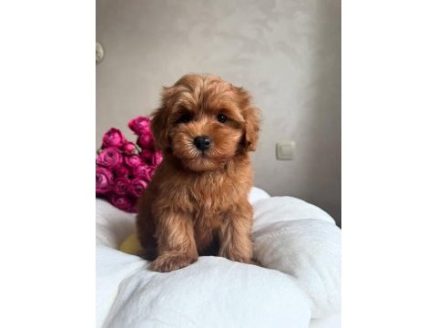 Maltipoo red yavrumuz