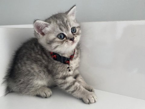 Annesi british shorthair babası scottish