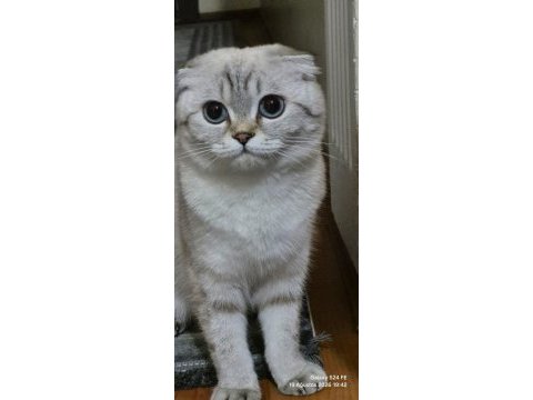 British shorthair dişi kedi