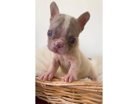 Renkli gözlü özel micro boy french bulldog