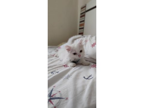 2 aylık british longhair gayet sağlıklı sorunsuz