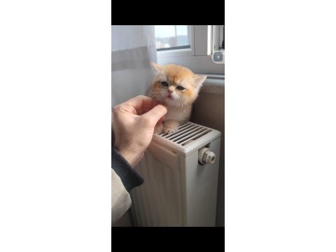 Golden yavru teslime hazır scottish fold
