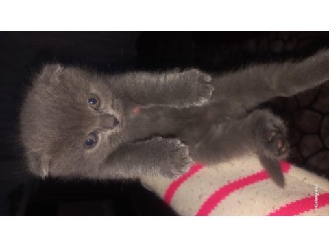 Ücreti önemli değil yuva önemli scottish fold