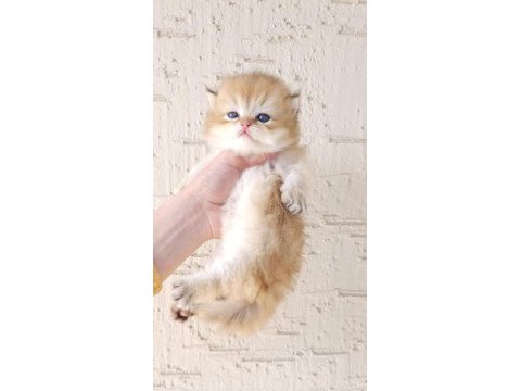 Safkan british longhair oğlumuz yeni yuvasını arıyor