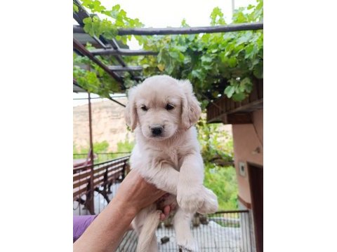 Golden retriever yavrularımız baby face ırk garantili