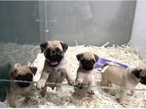 Pug yeni yuvasını arıyor