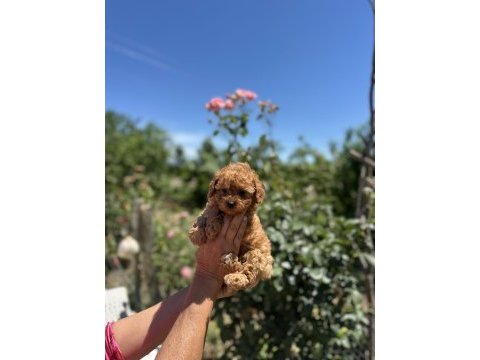Dişi toy poodle