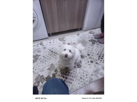 Satılık pamuk erkek köpeğimiz 1 yaşında