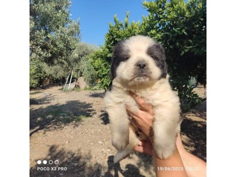 Dünya tatlısı benim st bernard oğlum