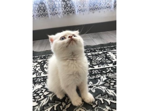 Scottish fold dişi mavi gözlü beyaz kedimiz
