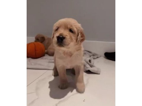 Ev ortamında yetiştirilmiş golden retriever yavrularımız