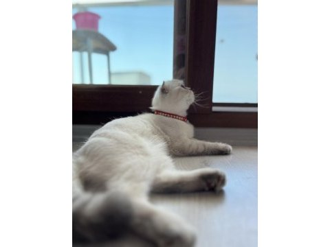 Scottish fold
