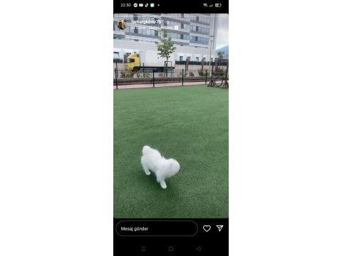 Temiz 7 aylık maltese terrier dişi sevimli köpeğimiz