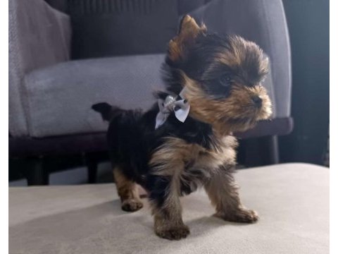 Kg garantili mini boy yorkshire terrier erkek yavru