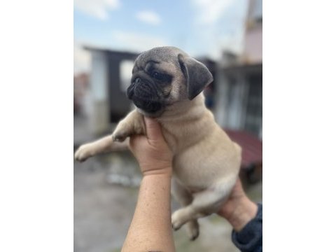 Dişi erkek pug