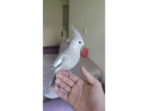 6 aylık erkek sultan papağanı