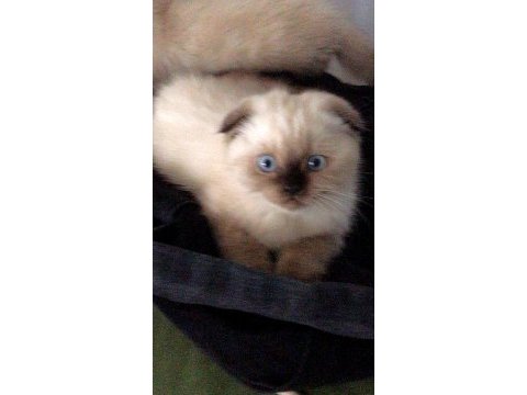 Sevgi dolu bir aileye scottish fold