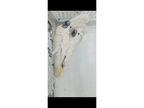Kakadu dişi erkek çift papağanımız