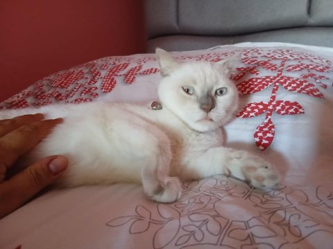 British shorthair blue point