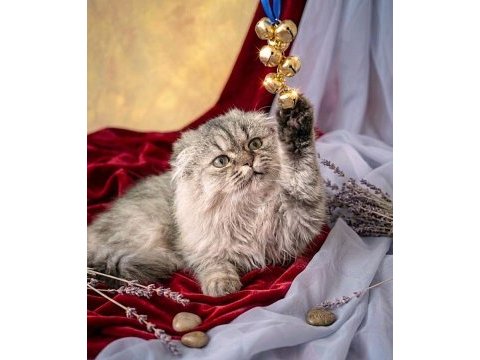 Scottish fold golden dişi