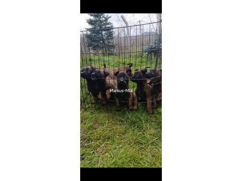 Şecereli malinois köpekler
