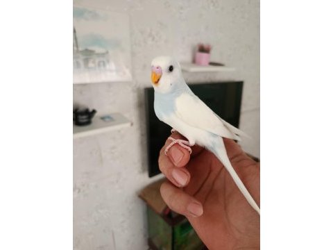 Yavrum muhabbet kuşları ele alıştırmalık