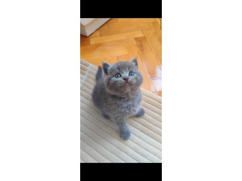 Gri şekerilinkoo kedimiz