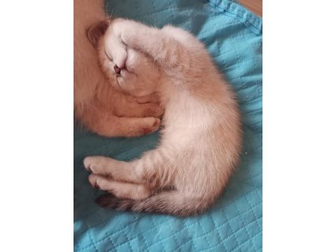 British shorthair kedimiz ömürlük yuvasını arıyor