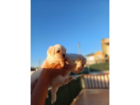 Saf kan maltese sıfır numara yavrularım